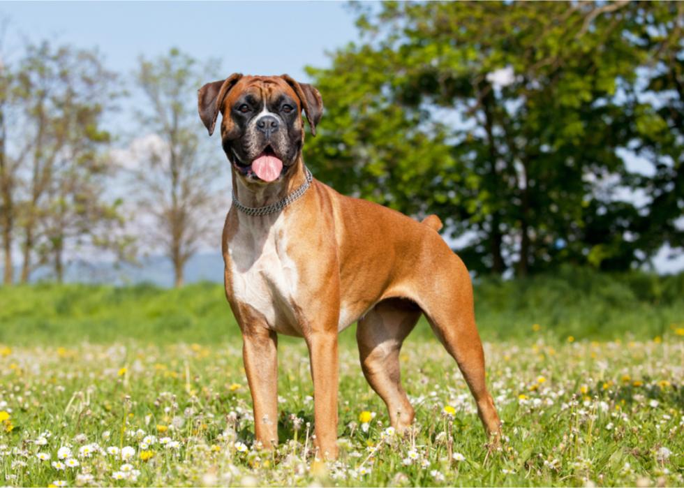 A boxer with her tongue hanging out stands in a grassy field.