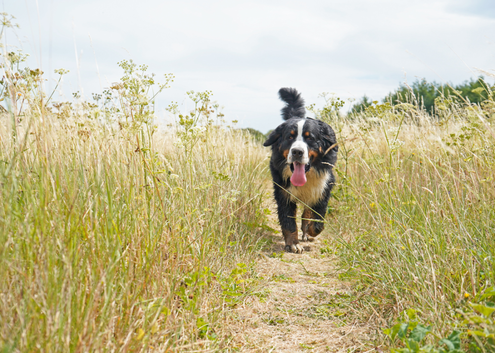 Dog running in tall grass