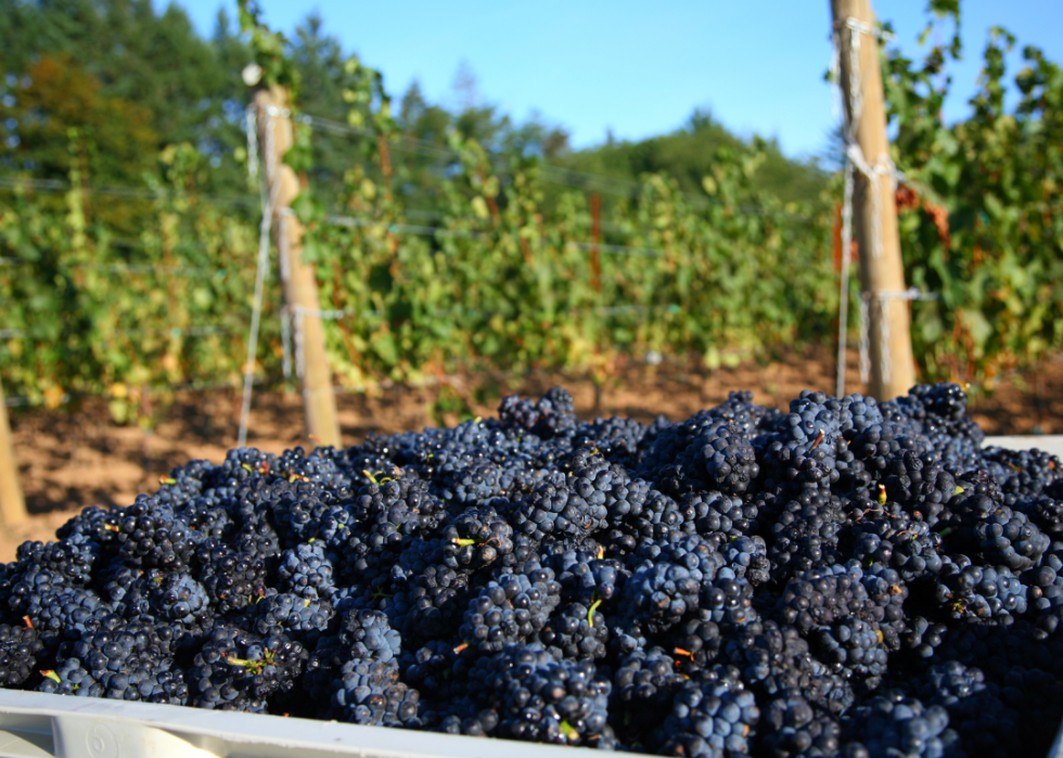 Pinot Noir grapes during harvest in the Willamette Valley