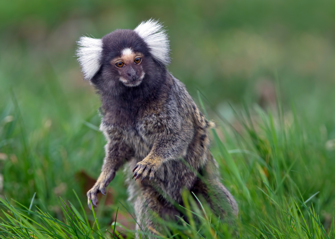 Marmoset standing on hind legs.