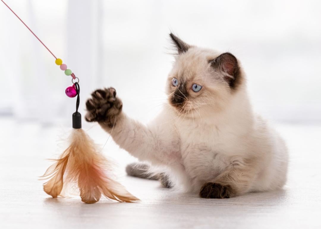Ragdoll kitten playing with feather toy