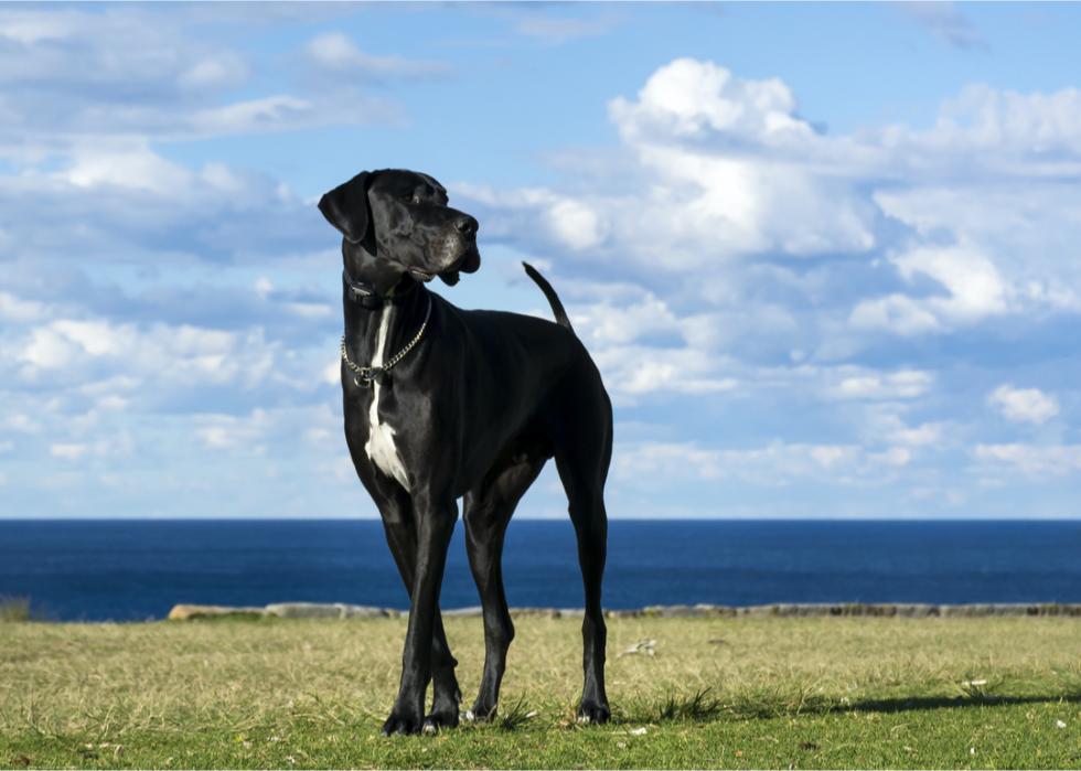 A black Great Dane with a white patch on the chest stands in a grassy field.