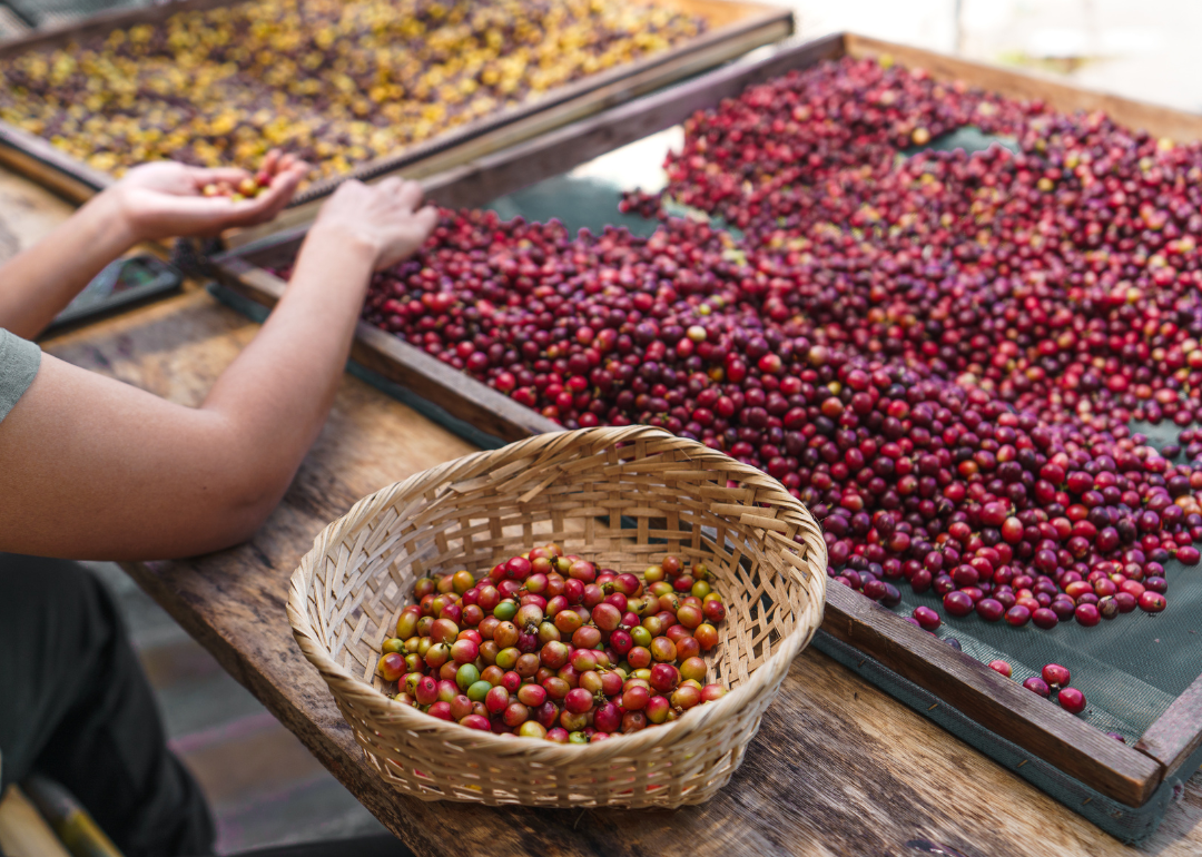 Harvester sorting coffee berries.