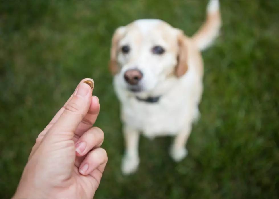foster pet