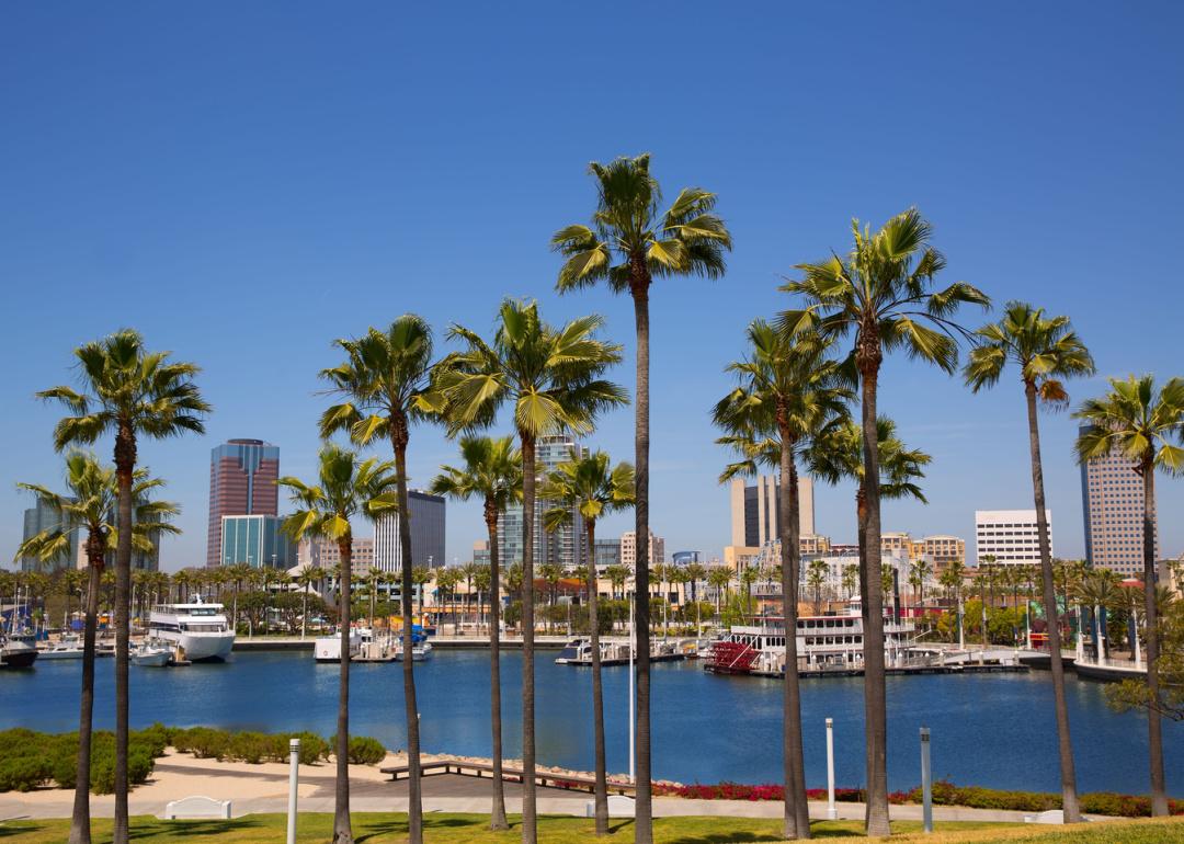 Long Beach, California, skyline with palm trees from marina port.