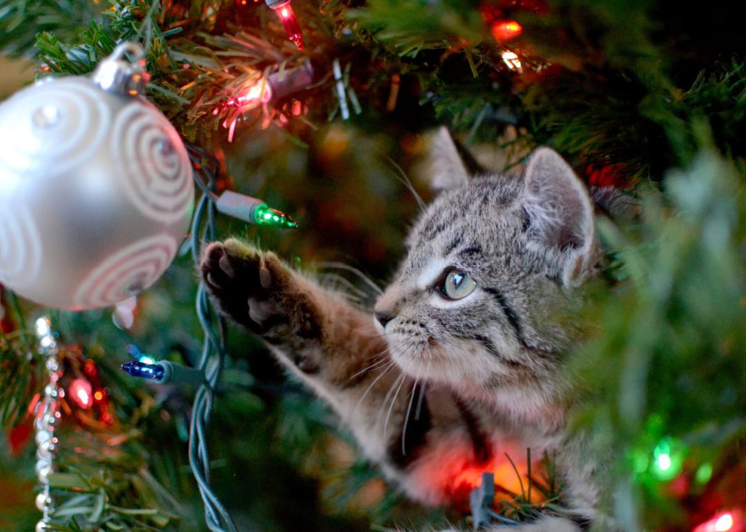 Tabby kitten explores Christmas tree decorations.