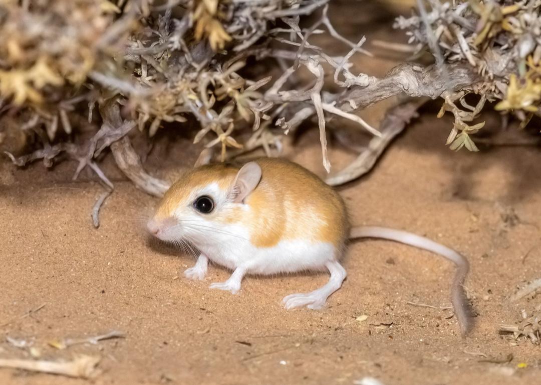 Gerbil sitting on sandy desert under brush.