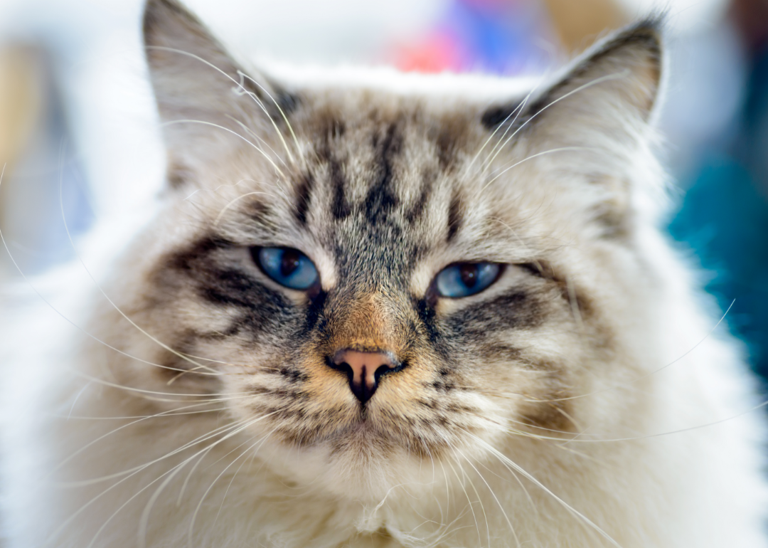 Close-up portrait of ragamuffin cat with blue eyes
