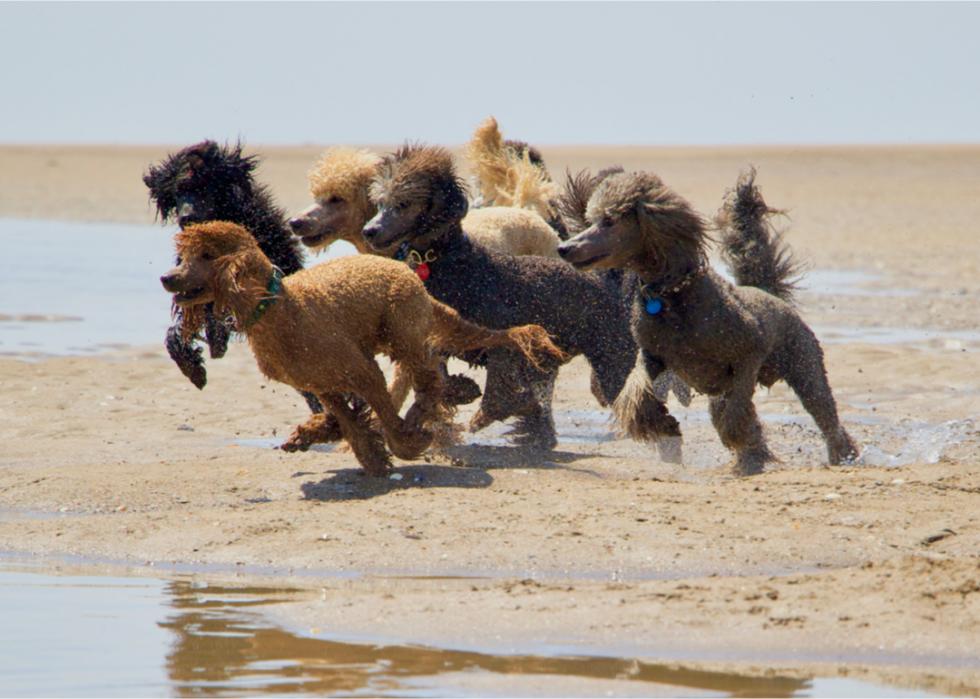 how far can a standard poodle run