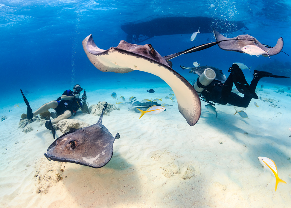 Scuba diver with stingrays in shallow water.