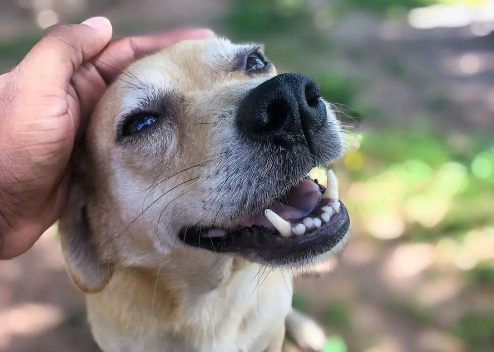 foster pet