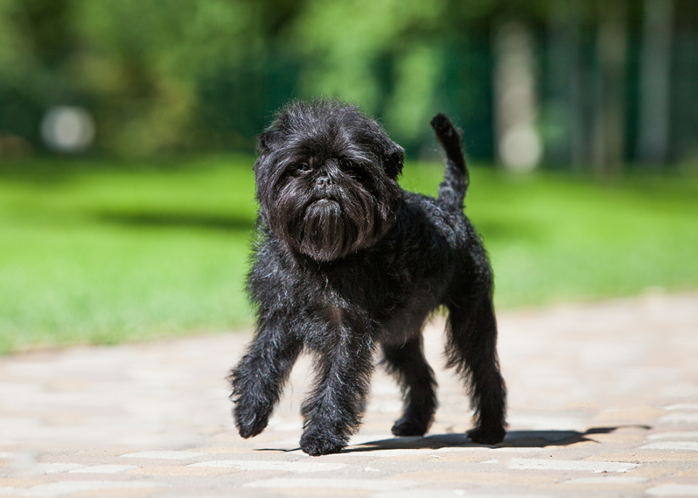 Black affenpinscher walking in the park.