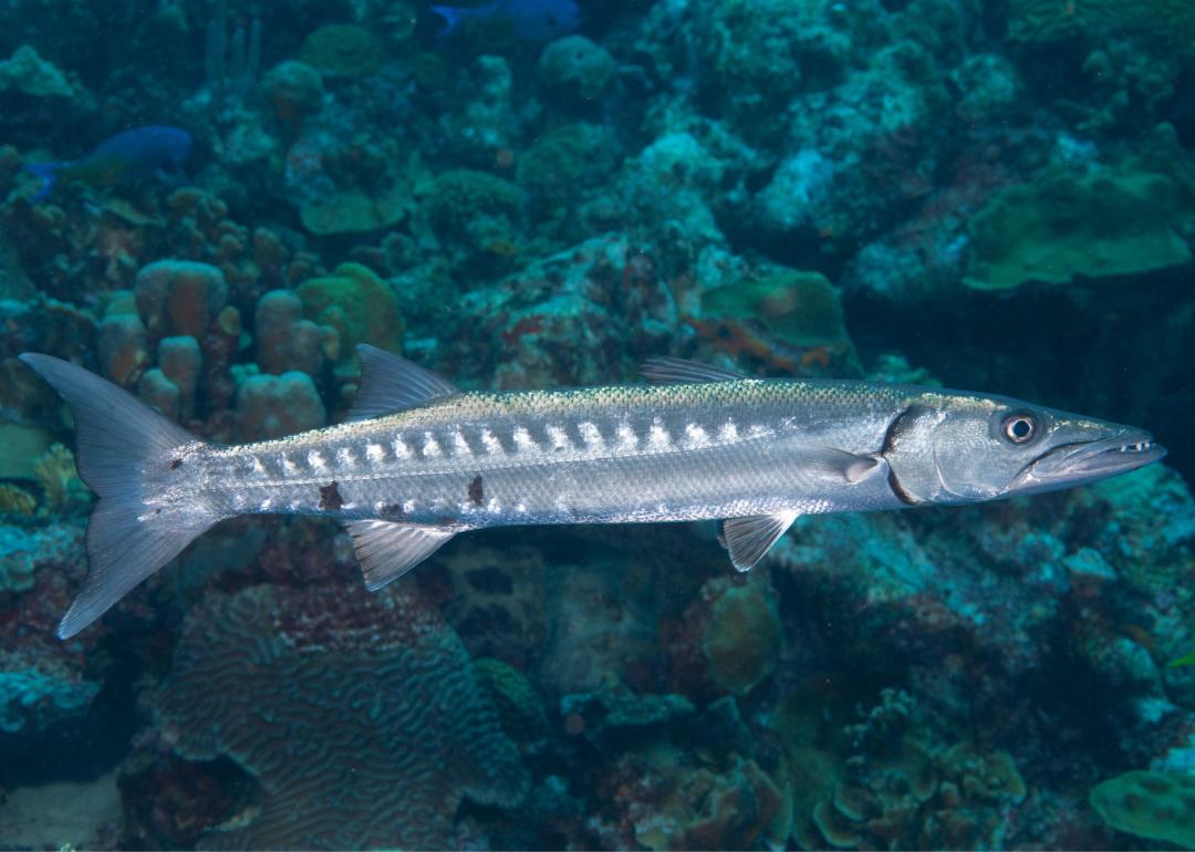 Great barracuda fish swimming underwater