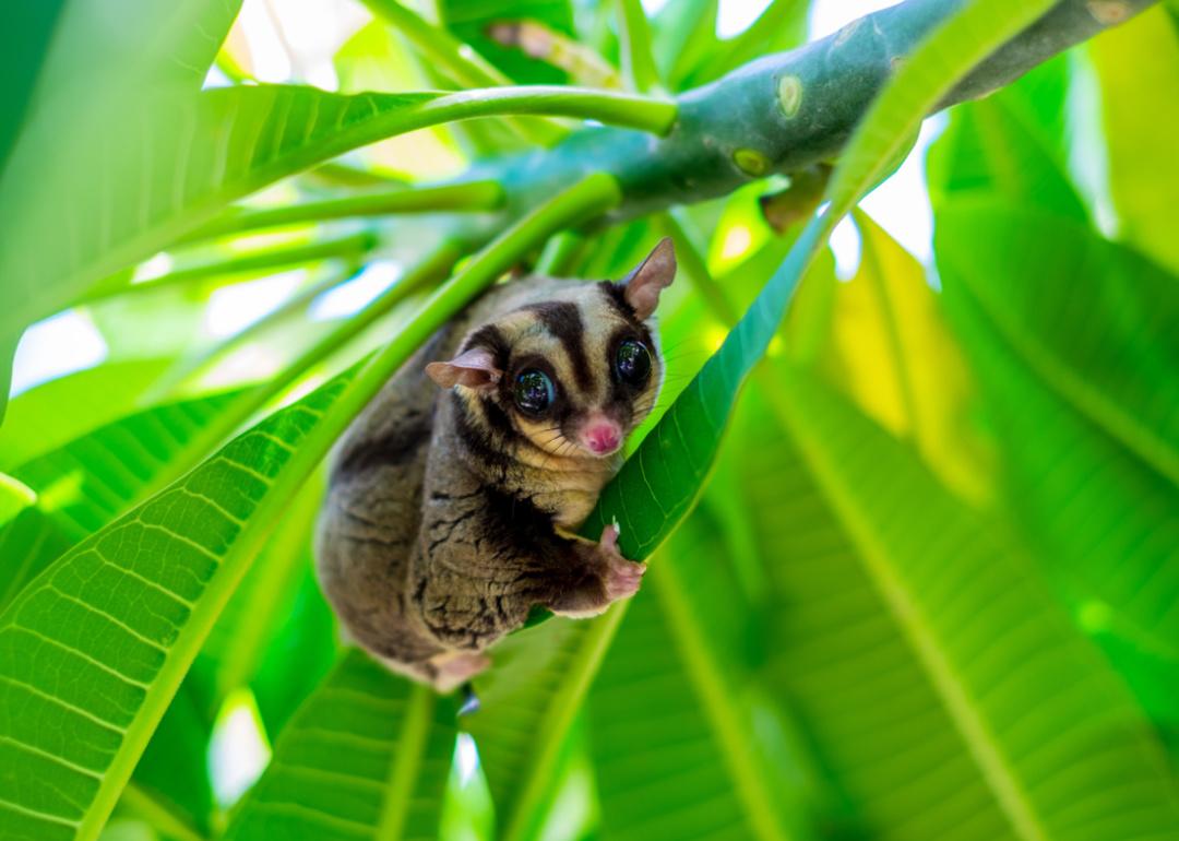 Sugar glider climbing in tree leaves.