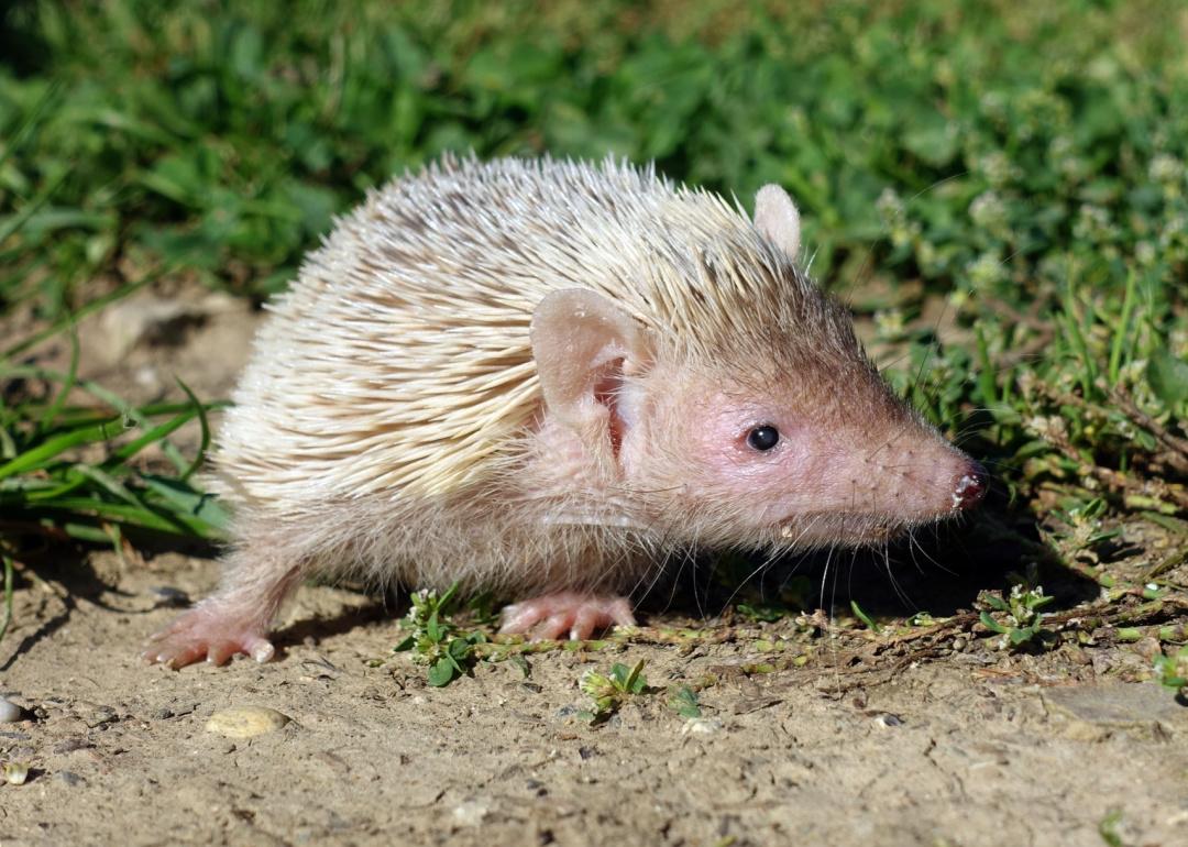 Lesser hedgehog tenrec adult male on ground.