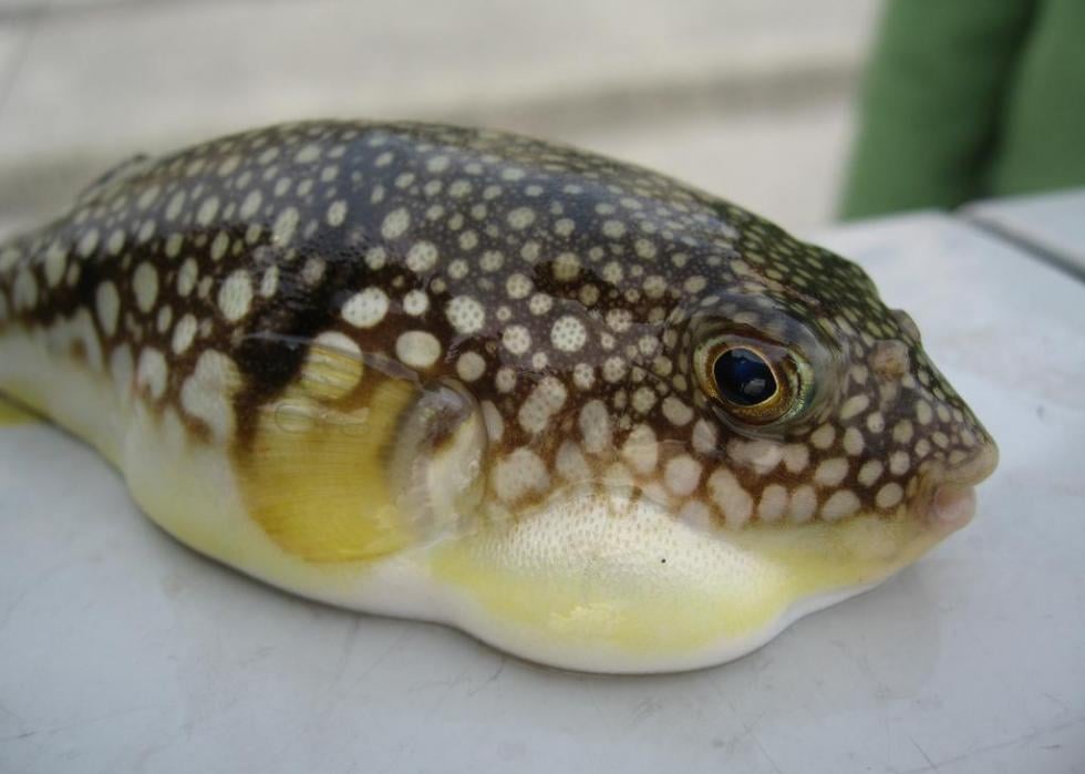 Close-up of a Japanese pufferfish out of water.