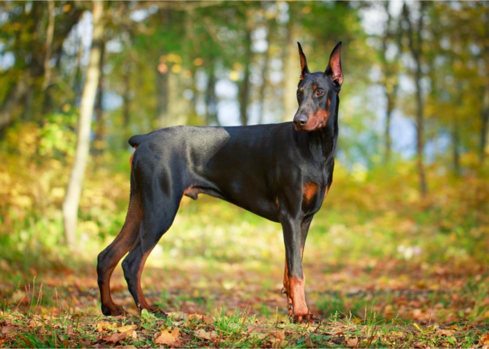 A Doberman pinscher stands in the woods. 