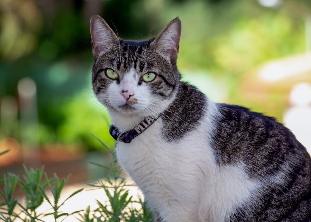 American wirehair cat in the garden