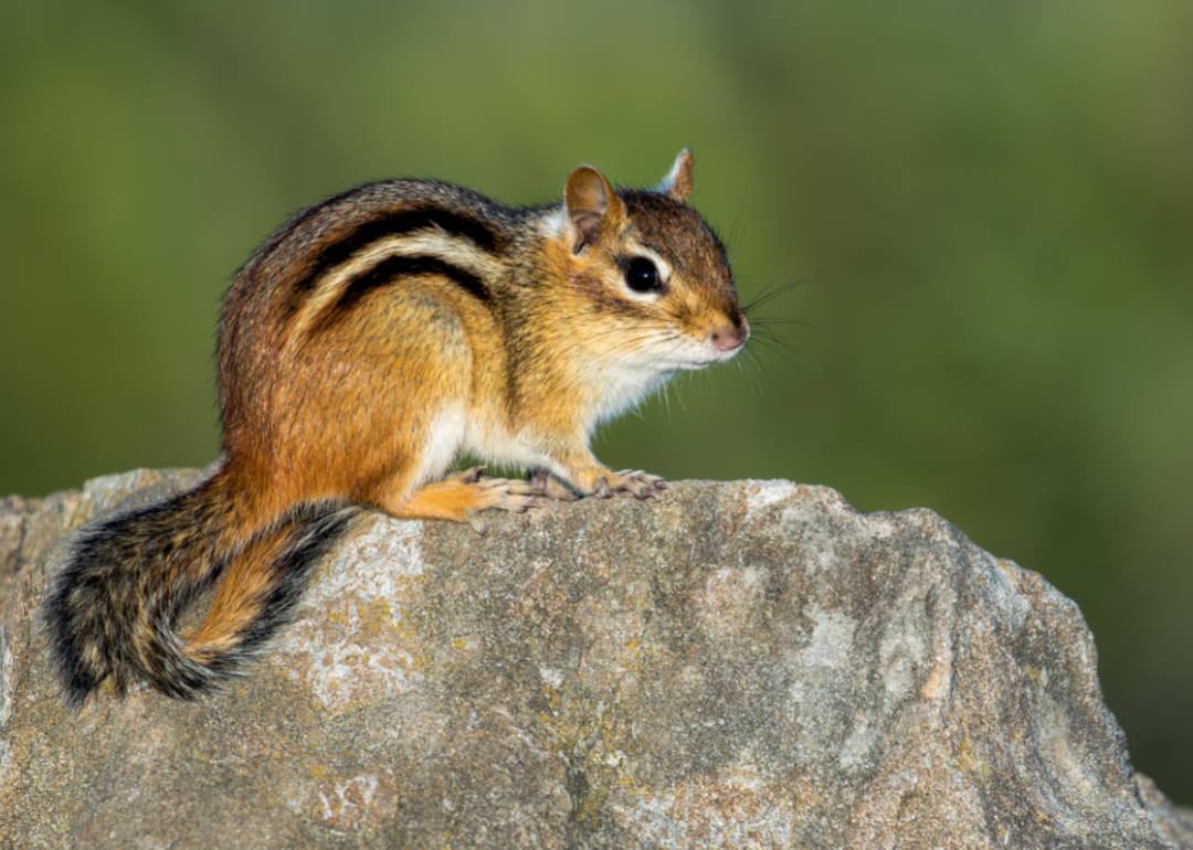 Chipmunk sitting on rock.