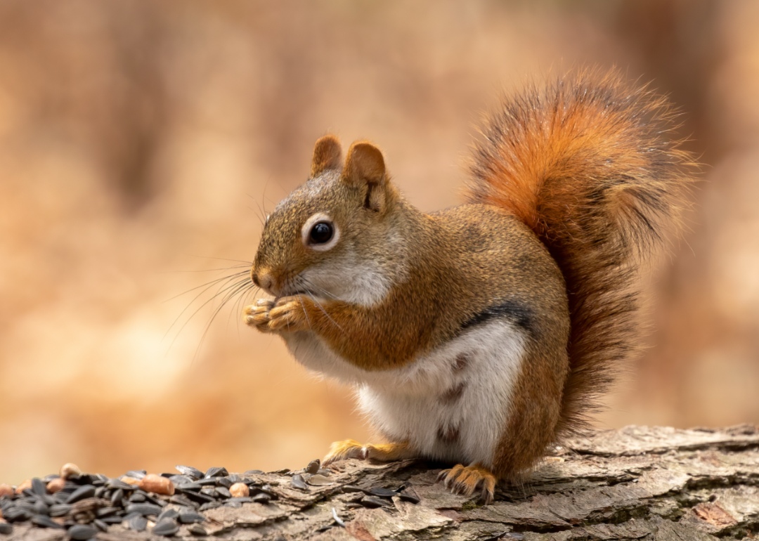 Red squirrel eating seeds.