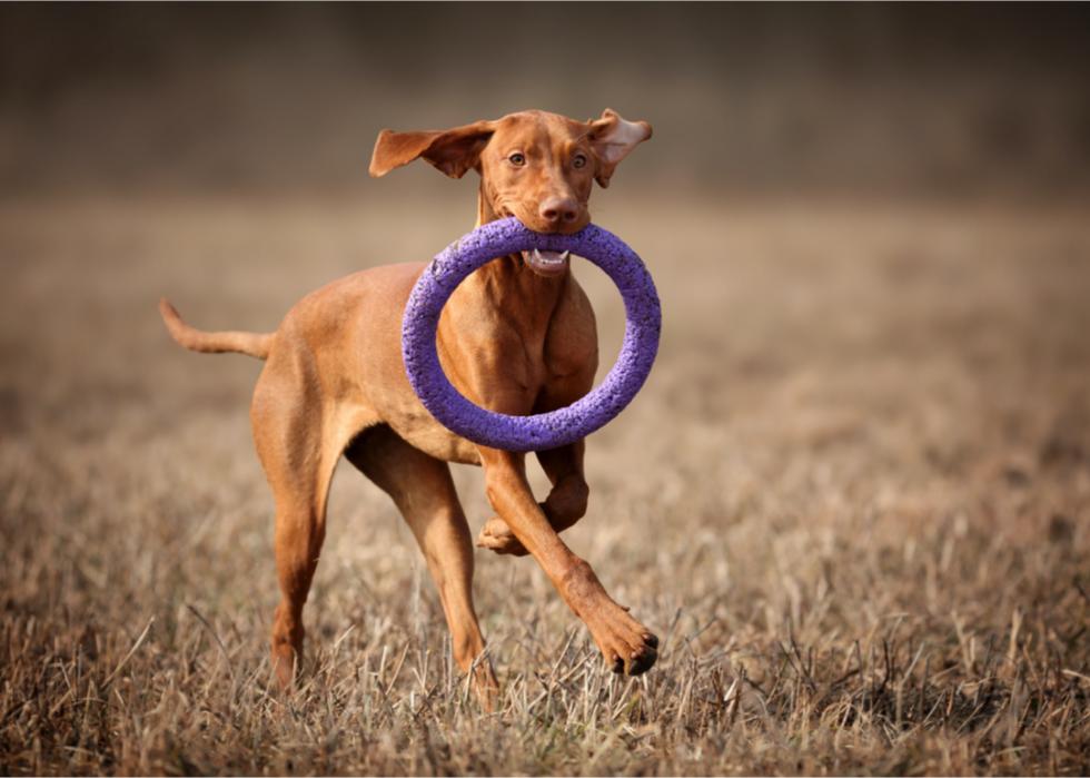 A Vizsla runs through a field with a large purple hoop in its mouth.