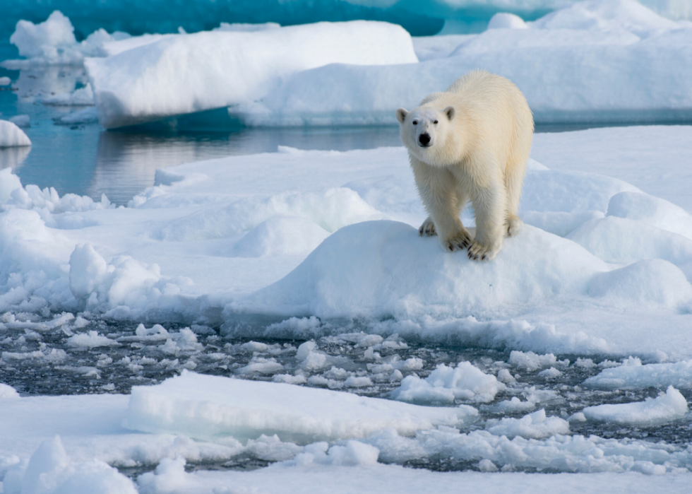 30 Animals Thriving in Extreme Environments | Stacker