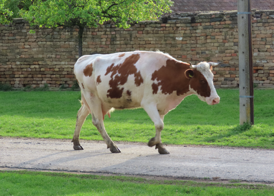 Cow walking on pavement in village.