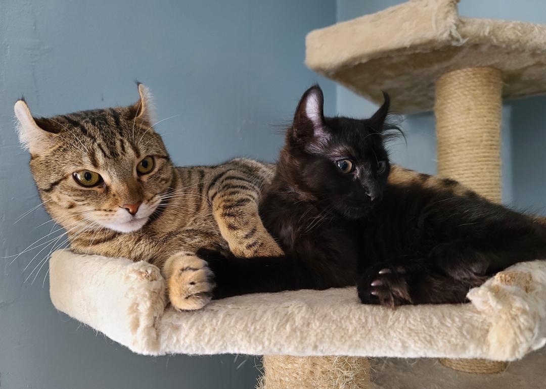 Two Highlander kittens on a cat post