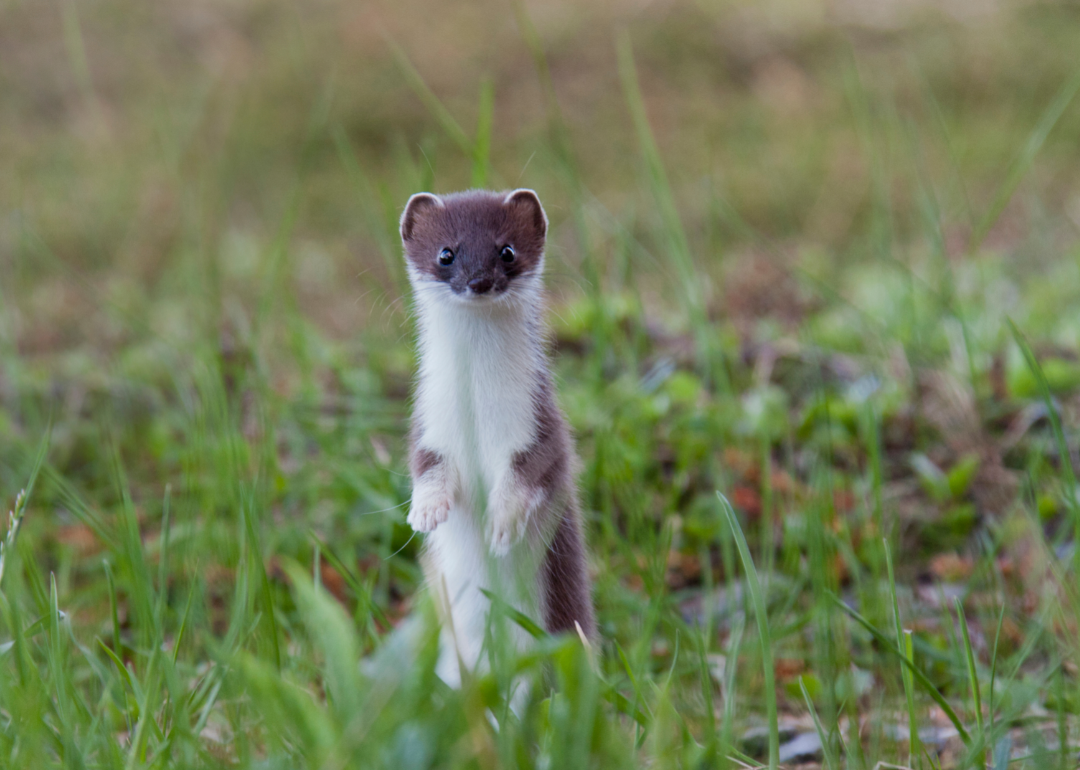 Ermine standing on hind legs in grass