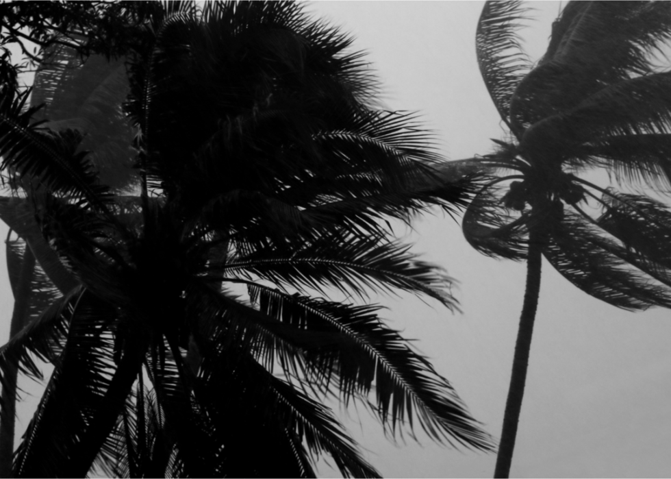 Palm trees blowing in high winds.