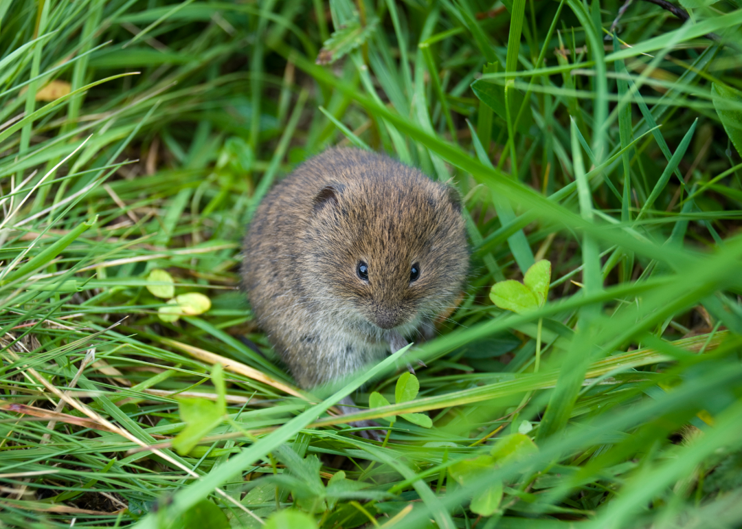 Lemming sitting in grass.