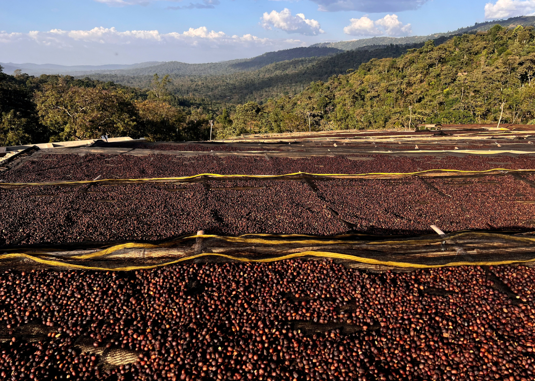 Ethiopian coffee cherries lying to dry in the sun.