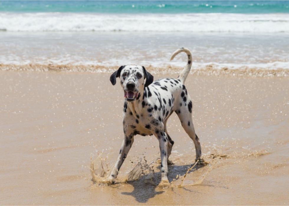 A Dalmatian splashes in the water on a sparkling beach. 