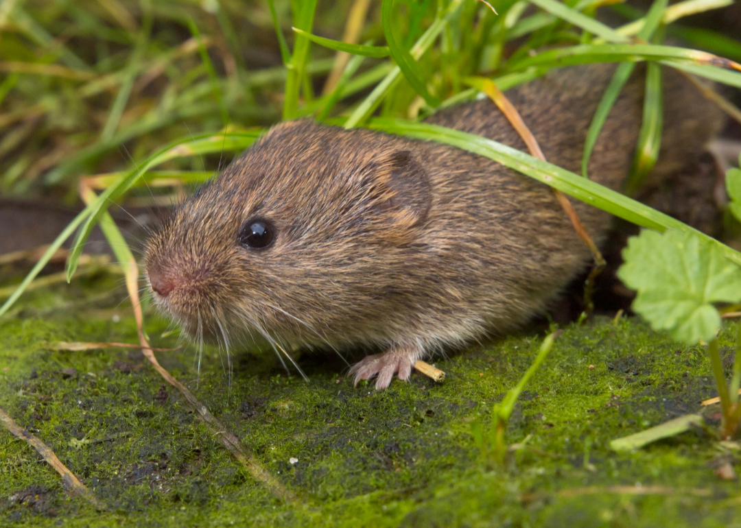 Field vole on mossy rock with grass.