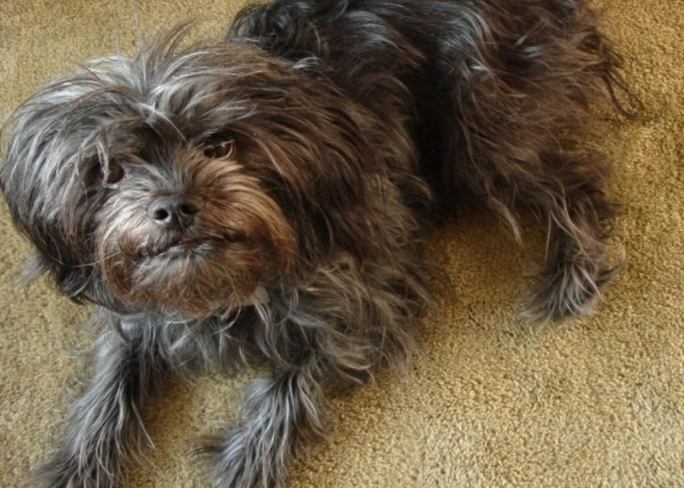 can a affenpinscher and a pungsan dog be friends