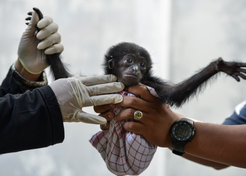 25 Jobs Where You Get To Work With Animals Stacker