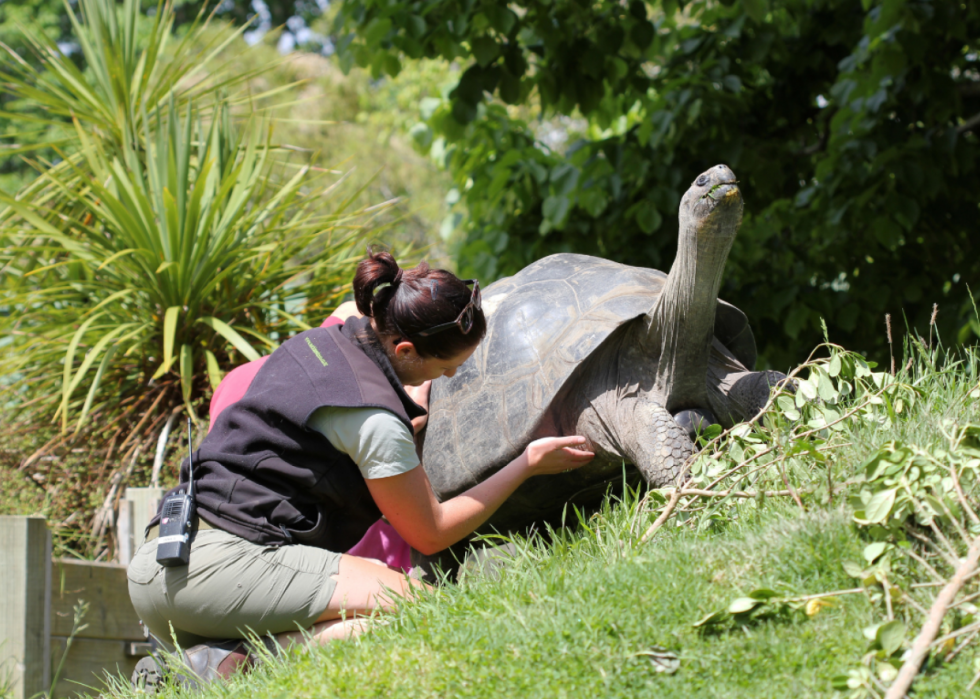 25 Jobs Where You Get to Work with Animals | Stacker