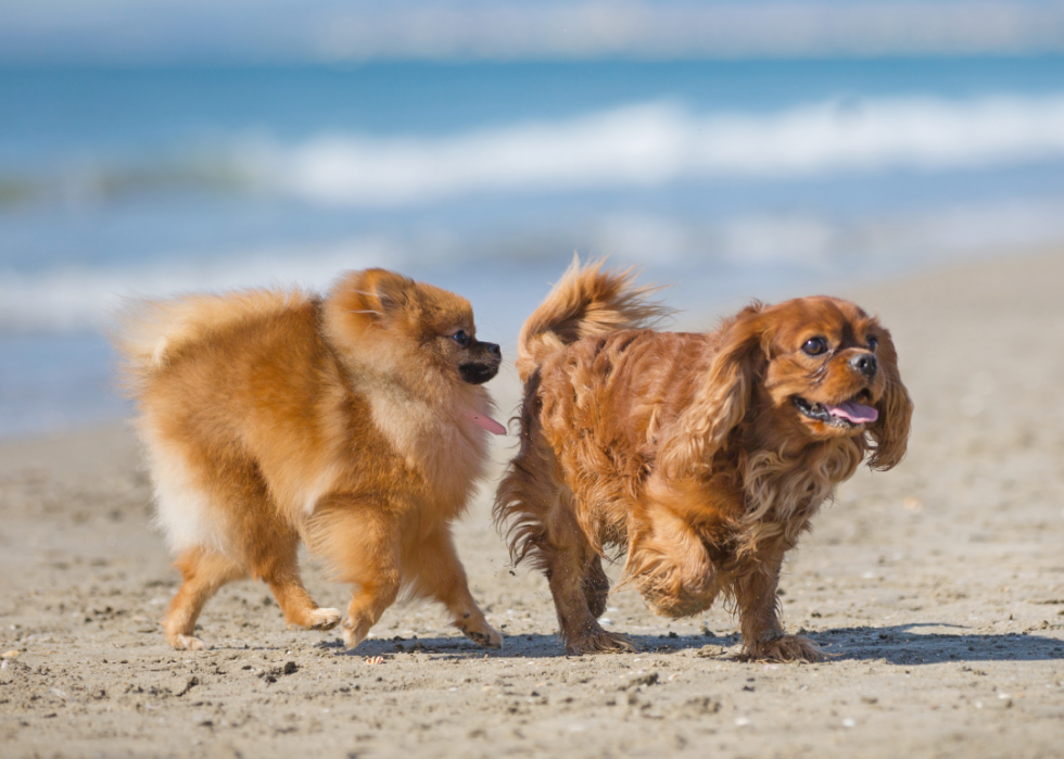 50 Photos That Show Companionship in the Animal Kingdom | Stacker