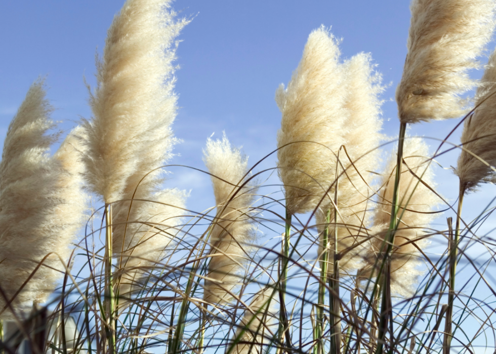 Wind plant