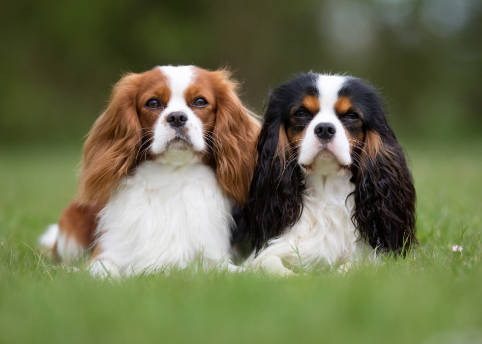 can a chesapeake bay retriever and a king charles spaniel be friends