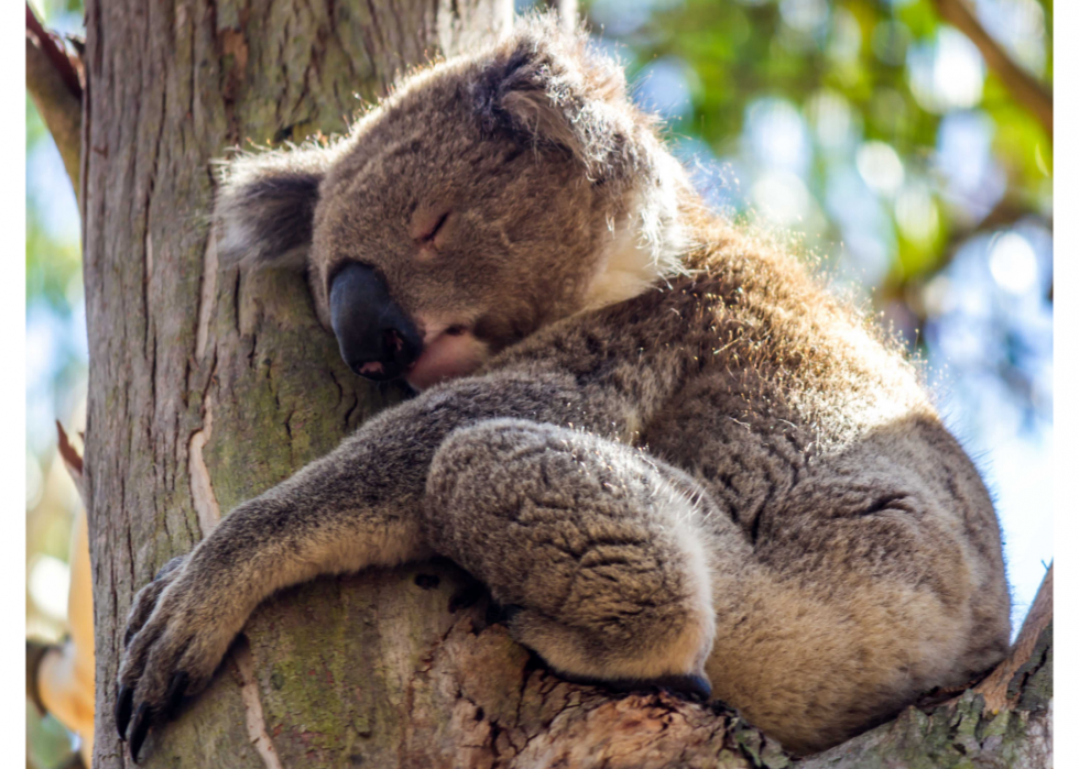 30 Fascinating Facts About Sleep in the Animal Kingdom | Stacker