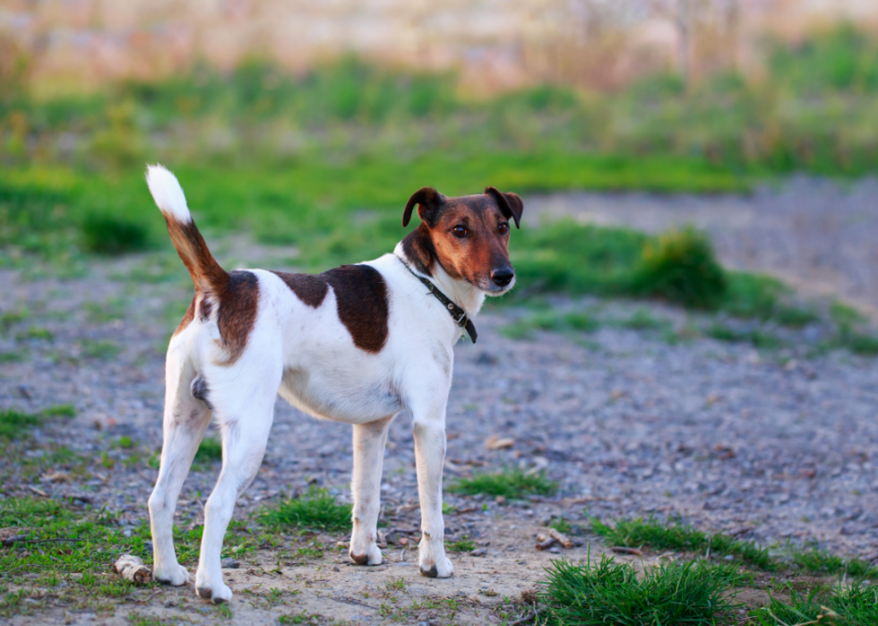 Least Obedient Dog Breeds | Stacker