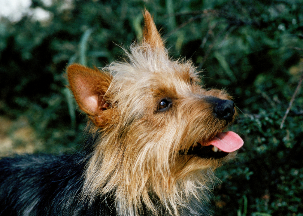 can a australian terrier guard a home