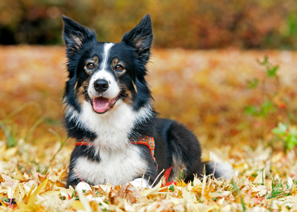 Dog Breeds Gaining Most Popularity Stacker