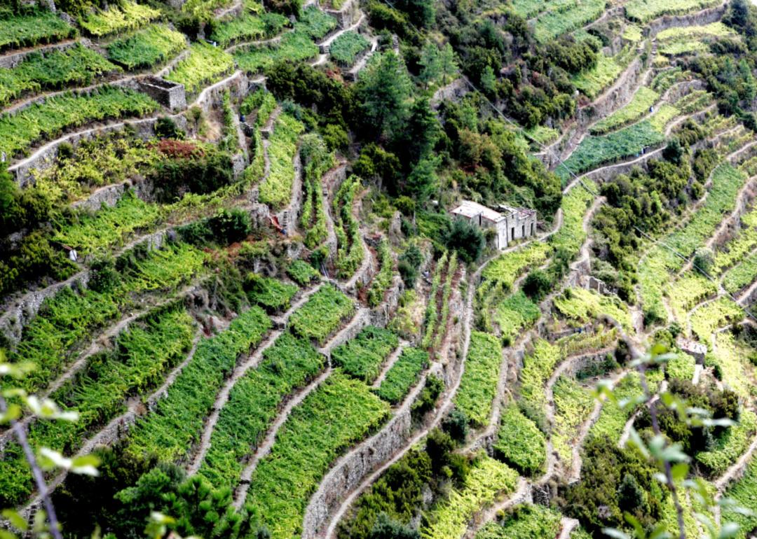 Tiered grape gardens in the mountains of Sardinia