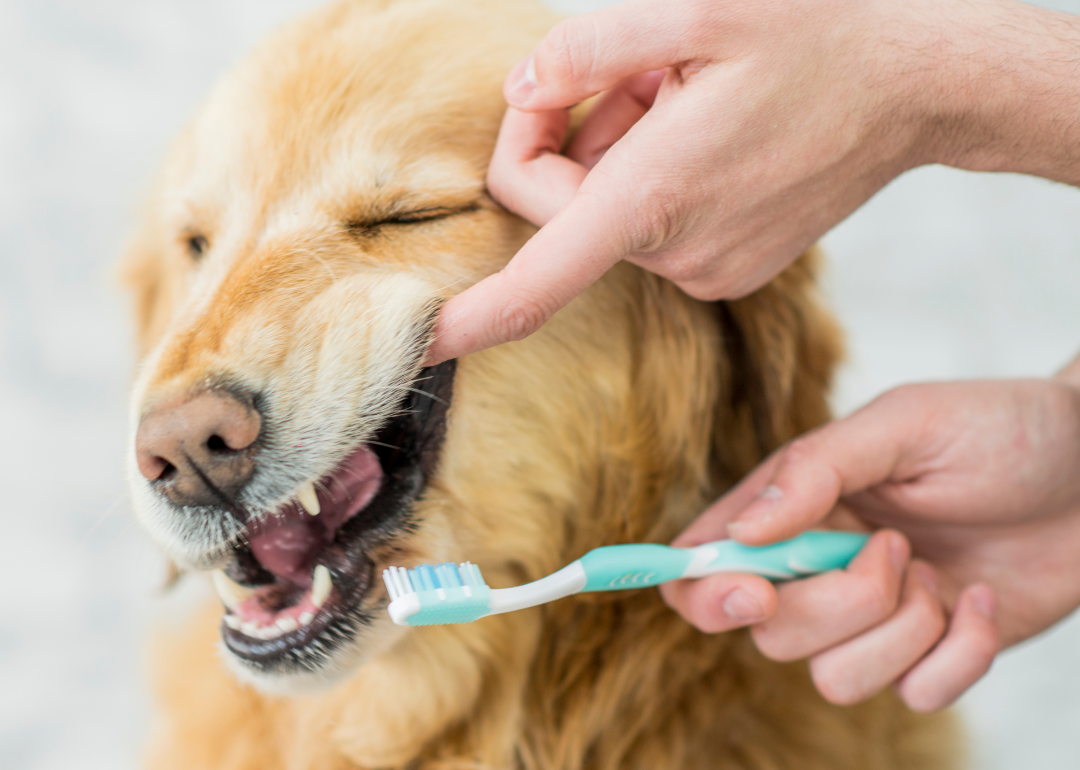A person opening a dog's mouth as they hold a toothbrush.