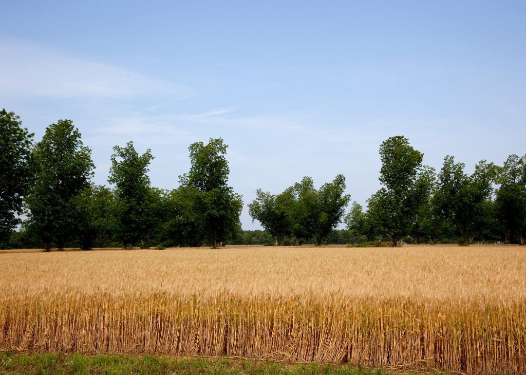 A wheat field in Atmore.