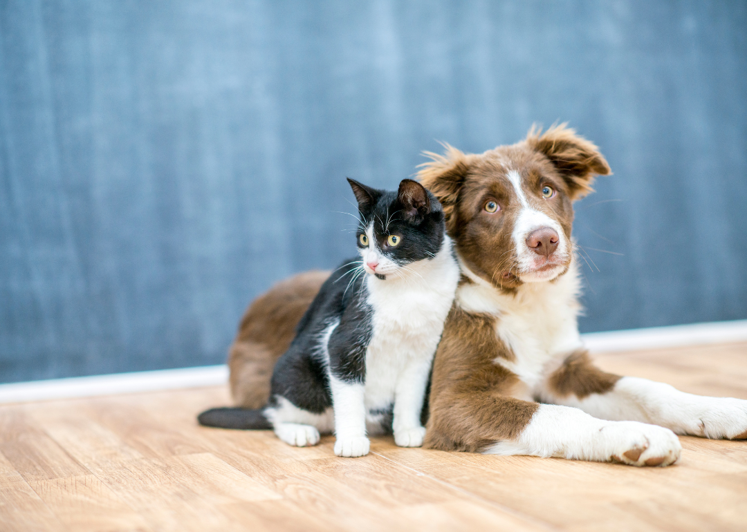 A black and white cat and brown dog sitting side by side.