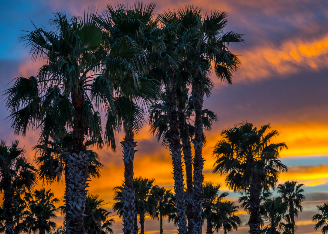 Palm trees during bright sunset at Donna Victoria Palms PV Resort in Donna, Texas.