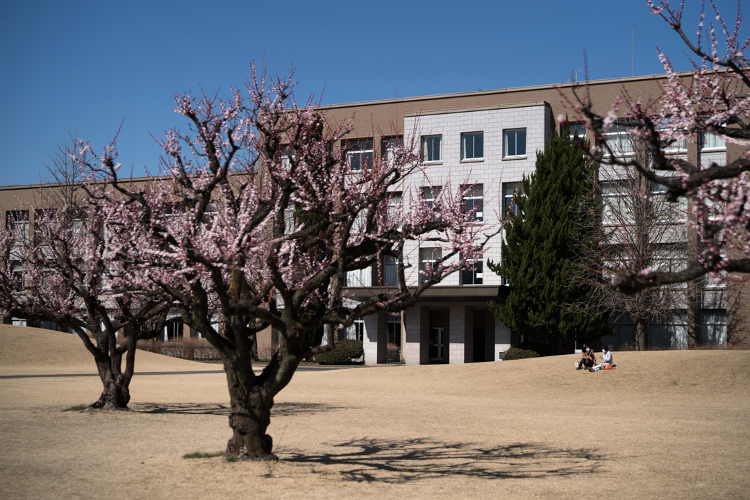 A large building with flowering trees in the foreground.